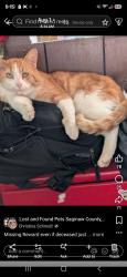 Lost Male Cat last seen Hermansau/sunset, Saginaw, MI 48603