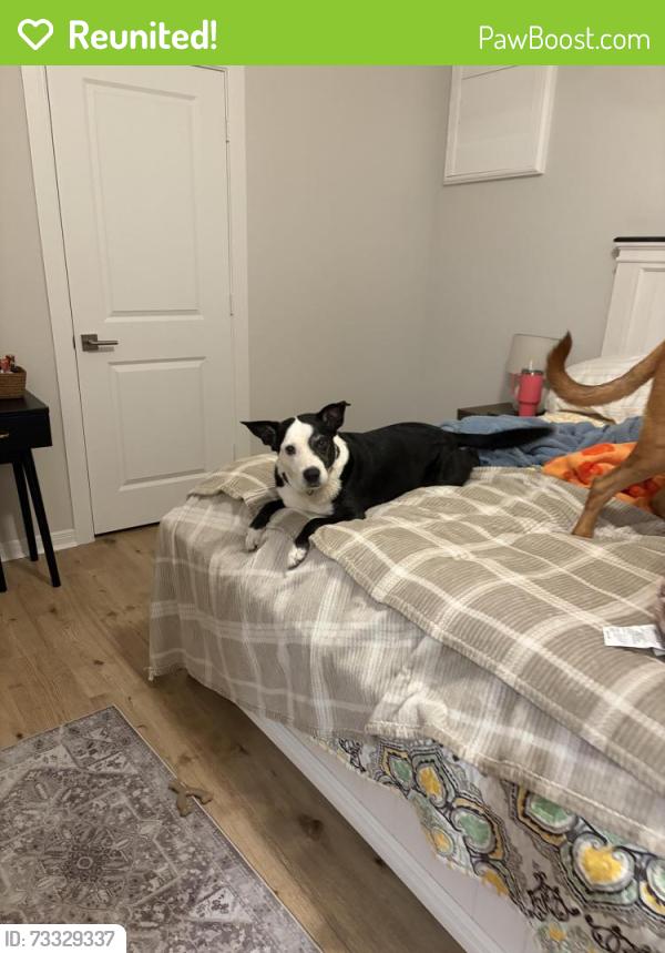 Reunited Female Dog last seen Escondido pool area, Montgomery County, TX 77354