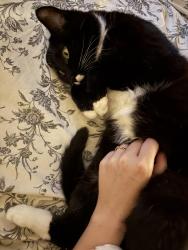 Reunited Female Cat last seen Near st sw calgary, Calgary, AB T2R 0J1