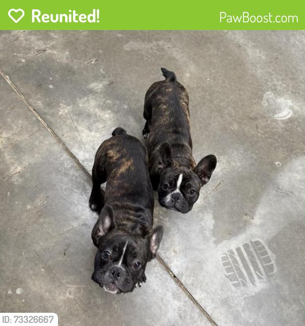 Reunited Male Dog last seen Airy Springs Road Easley, SC, Anderson County, SC 29642