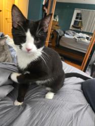 Reunited Female Cat last seen Hillview/Medaow, Naperville, IL 60564