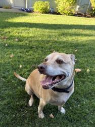 Reunited Male Dog last seen Doray Drive and Contra Costa Ave (Gregory Gardens neighborhood), Pleasant Hill, CA 94523