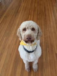 Lost Male Dog last seen 143rd street, Miami, FL 33168