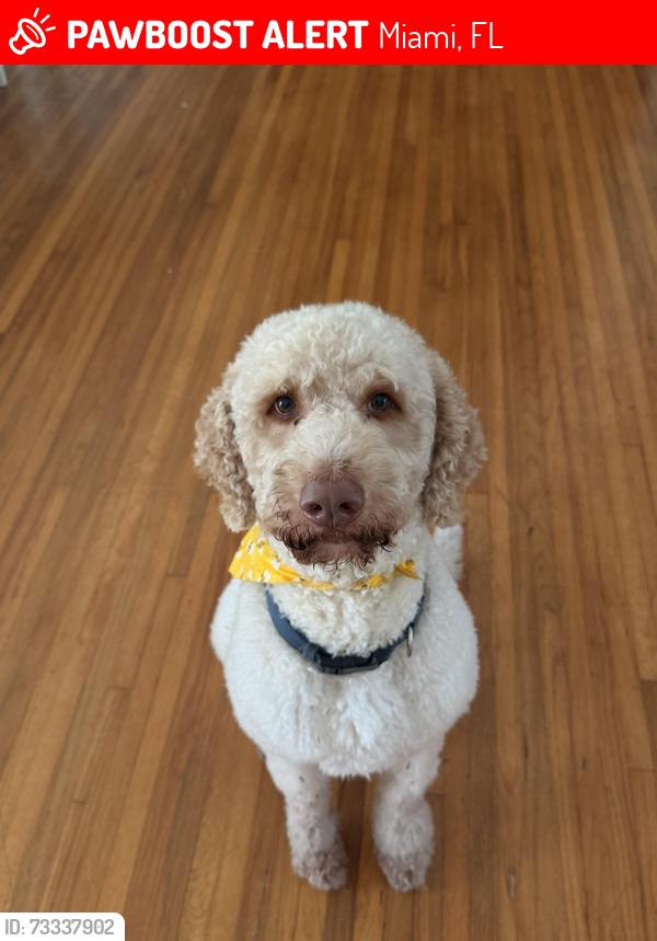 Lost Male Dog last seen 143rd street, Miami, FL 33168