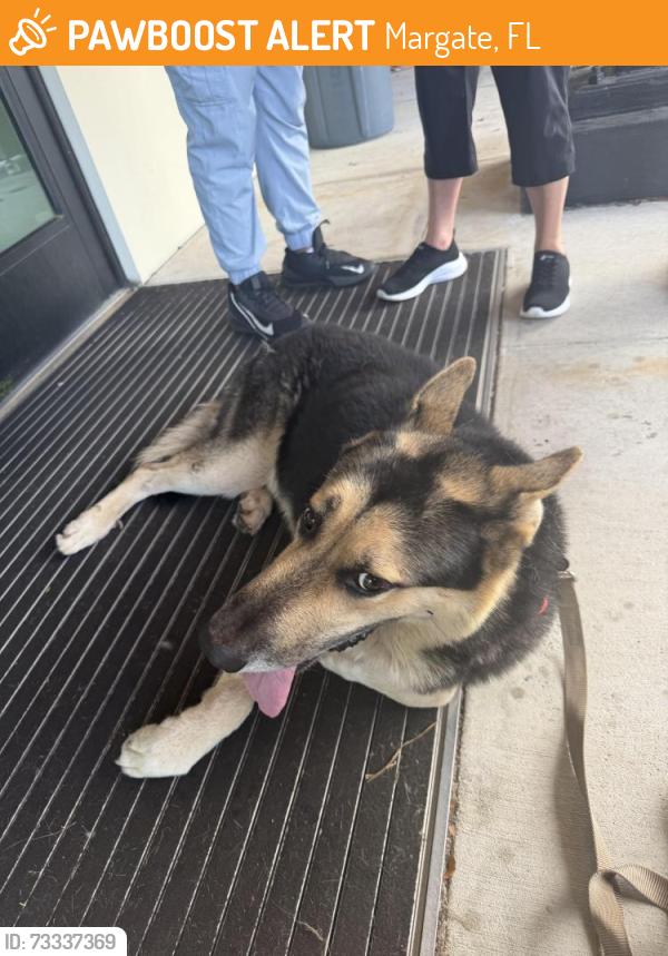 Found/Stray Male Dog last seen Near near Fort Lauderdale, Margate, FL 33063