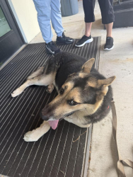Found/Stray Male Dog last seen Near near Fort Lauderdale, Margate, FL 33063