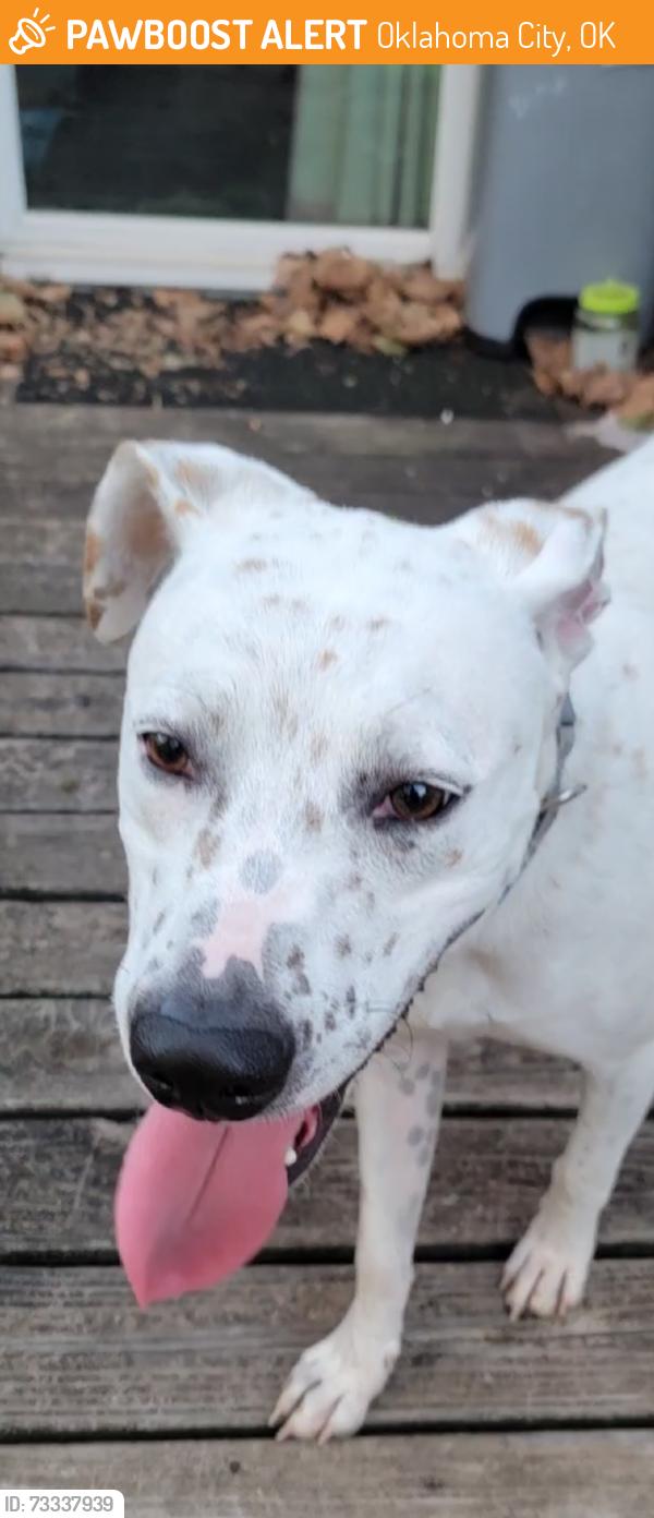 Found/Stray Unknown Dog last seen NW 47th and Classen, Oklahoma City, OK 73118