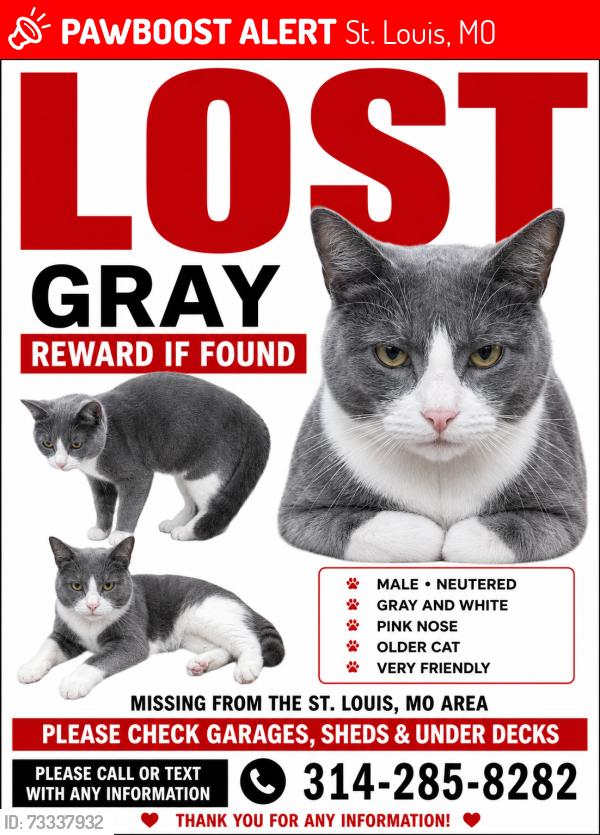 Lost Male Cat last seen Midland & Ashby, St. Louis, MO 63114