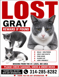 Lost Male Cat last seen Midland & Ashby, St. Louis, MO 63114