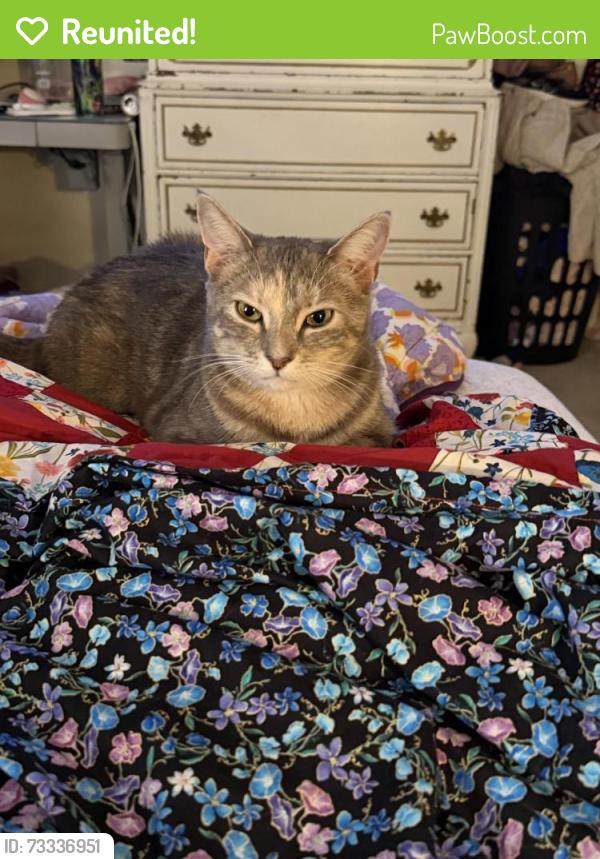 Reunited Female Cat last seen Forest ridge and forest creek, Round Rock, TX 78665