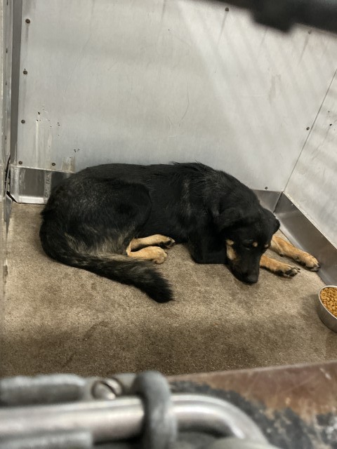 Shelter Stray Male Dog last seen TRENTON X MOUNT VERNON, 333 Chandler Pl, San Bernardino, CA 92408, USA
