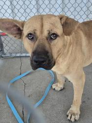 Shelter Stray Male Dog last seen Near BLOCK TAFT HWY, BAKERSFIELD CA 93307, 3951 Fruitvale Ave, Bakersfield, CA 93308, USA