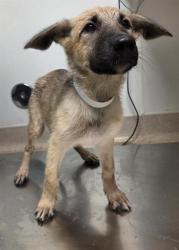 Shelter Stray Female Dog last seen Near BLOCK MERLE HAGGARD DR, BAKERSFIELD CA 93308, 3951 Fruitvale Ave, Bakersfield, CA 93308, USA