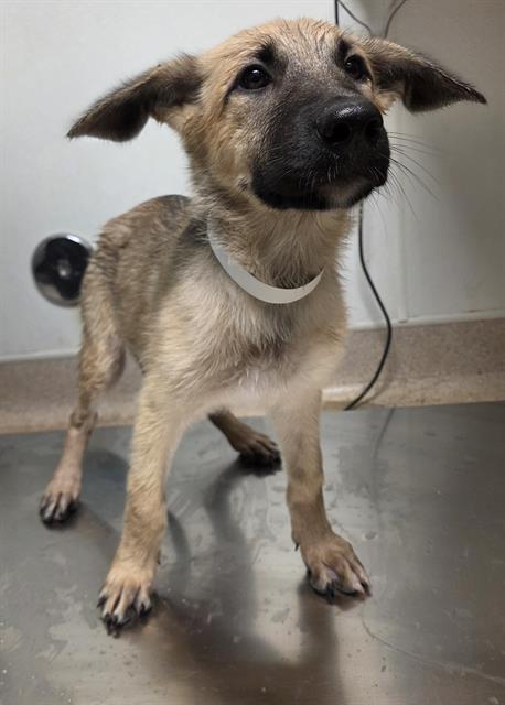Shelter Stray Female Dog last seen Near BLOCK MERLE HAGGARD DR, BAKERSFIELD CA 93308, 3951 Fruitvale Ave, Bakersfield, CA 93308, USA