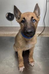 Shelter Stray Male Dog last seen Near BLOCK MERLE HAGGARD DR, BAKERSFIELD CA 93308, 3951 Fruitvale Ave, Bakersfield, CA 93308, USA