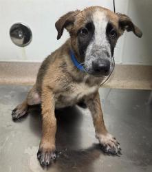Shelter Stray Male Dog last seen Near BLOCK MERLE HAGGARD DR, BAKERSFIELD CA 93308, 3951 Fruitvale Ave, Bakersfield, CA 93308, USA
