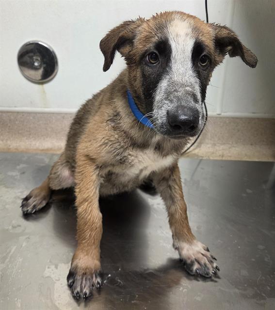 Shelter Stray Male Dog last seen Near BLOCK MERLE HAGGARD DR, BAKERSFIELD CA 93308, 3951 Fruitvale Ave, Bakersfield, CA 93308, USA