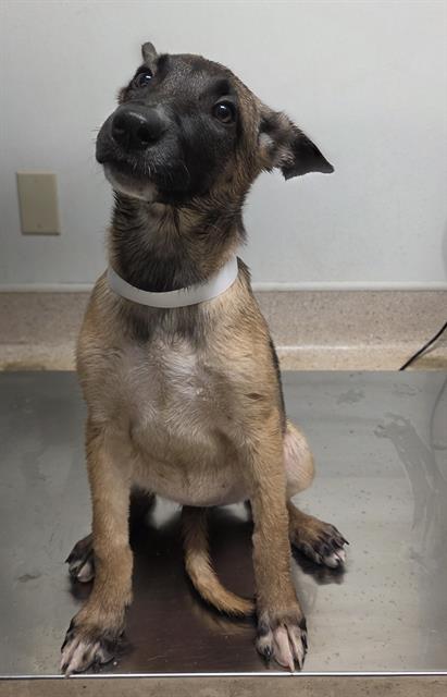 Shelter Stray Female Dog last seen Near BLOCK MERLE HAGGARD DR, BAKERSFIELD CA 93308, 3951 Fruitvale Ave, Bakersfield, CA 93308, USA