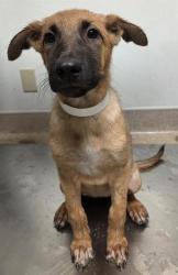 Shelter Stray Female Dog last seen Near BLOCK MERLE HAGGARD DR, BAKERSFIELD CA 93308, 3951 Fruitvale Ave, Bakersfield, CA 93308, USA
