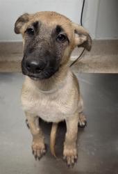 Shelter Stray Female Dog last seen Near BLOCK MERLE HAGGARD DR, BAKERSFIELD CA 93308, 3951 Fruitvale Ave, Bakersfield, CA 93308, USA