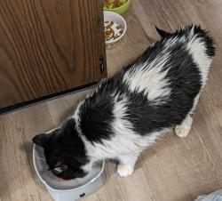 Reunited Female Cat last seen Chicago Street & Saginaw St., Lansing, MI 48917