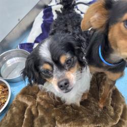 Shelter Stray Male Dog last seen Near BLOCK BLCK LONG BEACH BLVD, LONG BEACH, CA 90806, 7700 E Spring St, Long Beach, CA 90815, USA