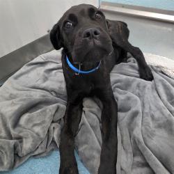 Shelter Stray Male Dog last seen Near BLOCK E JACKSON ST, LONG BEACH CA, 7700 E Spring St, Long Beach, CA 90815, USA