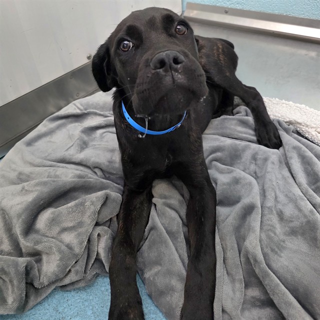 Shelter Stray Male Dog last seen Near BLOCK E JACKSON ST, LONG BEACH CA, 7700 E Spring St, Long Beach, CA 90815, USA