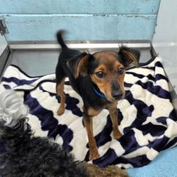 Shelter Stray Male Dog last seen Near BLK ATLANTIC AVE, LB 90813, 7700 E Spring St, Long Beach, CA 90815, USA