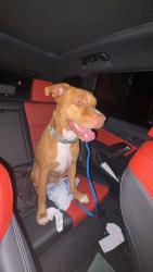 Reunited Male Dog last seen Near N Federal Hwy Boca Raton, FL 33431 United States, Federal Hwy, FL 33441