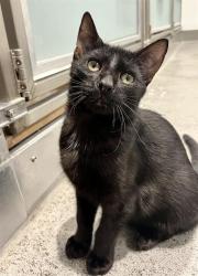 Shelter Stray Male Cat last seen DOLORES PARK / 19TH ST, 1419 Bryant St, San Francisco, CA 94103, USA