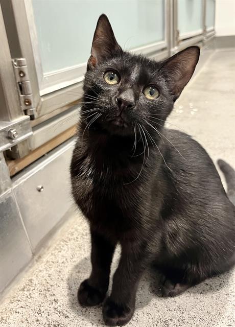 Shelter Stray Male Cat last seen DOLORES PARK / 19TH ST, 1419 Bryant St, San Francisco, CA 94103, USA