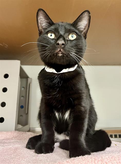 Shelter Stray Male Cat last seen DOLORES PARK / 19TH ST, 1419 Bryant St, San Francisco, CA 94103, USA