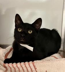 Shelter Stray Female Cat last seen DOLORES PARK / 19TH ST, 1419 Bryant St, San Francisco, CA 94103, USA