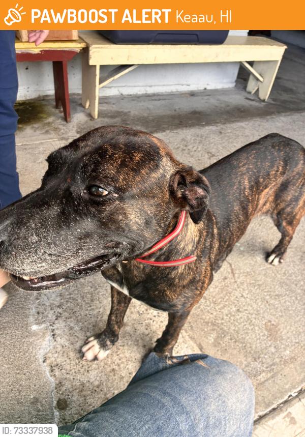 Found/Stray Female Dog last seen Puna honwanji, Keaau, HI 96749