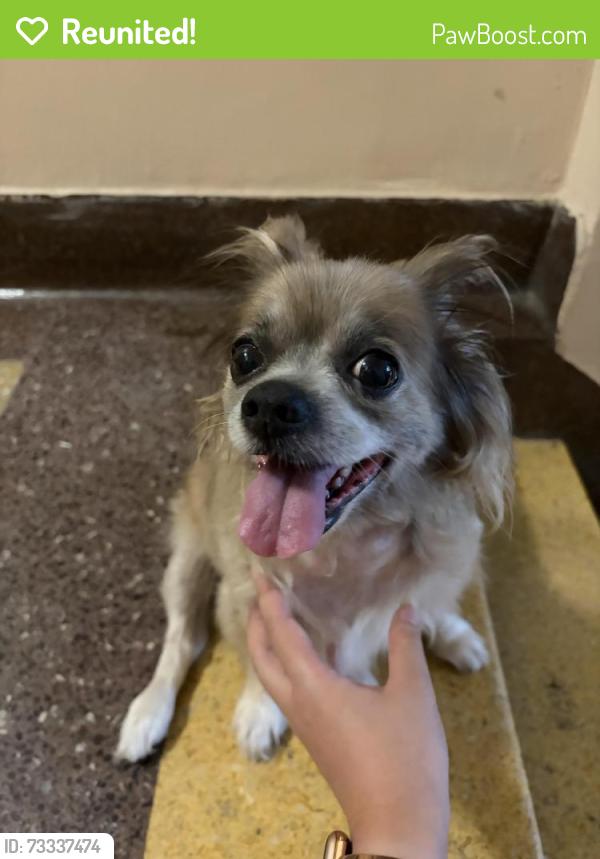Reunited Unknown Dog last seen Crocheron Ave, Queens, NY 11358