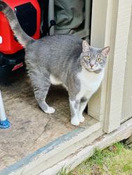Lost Male Cat last seen Red Baron Blvd and Silver Lake rd area, Reno, NV 89506