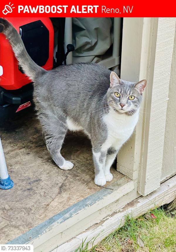 Lost Male Cat last seen Red Baron Blvd and Silver Lake rd area, Reno, NV 89506