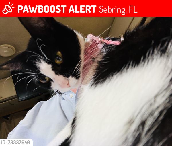 Lost Female Cat last seen Near U. S. Highway 27 South Lot Nine Sebring FLORIDA 33807., Sebring, FL 33870
