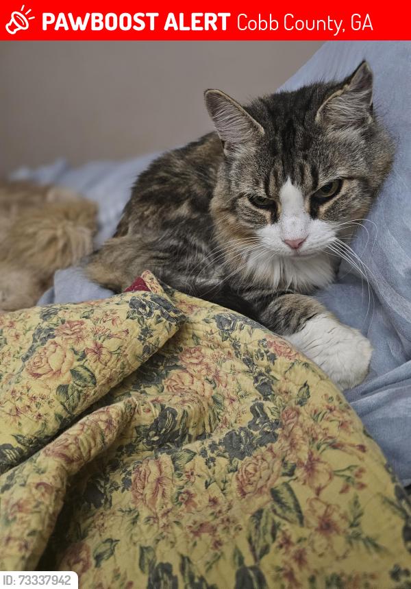 Lost Female Cat last seen Stacy Court, Sandy Plains, adjoining streets, Cobb County, GA 30062