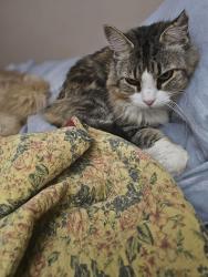 Lost Female Cat last seen Stacy Court, Sandy Plains, adjoining streets, Cobb County, GA 30062
