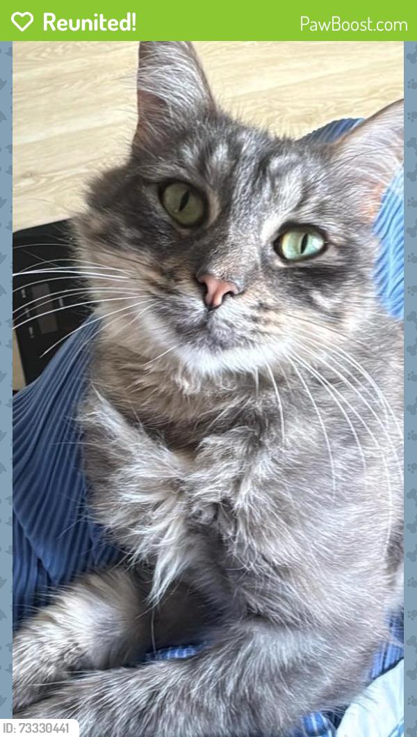 Reunited Male Cat last seen Near Ledesma Austin, TX 78721 United States, Austin, TX 78721