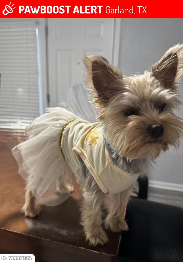 Lost Female Dog last seen W brand & belt line rd, Garland, TX 75040