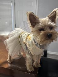 Lost Female Dog last seen W brand & belt line rd, Garland, TX 75040