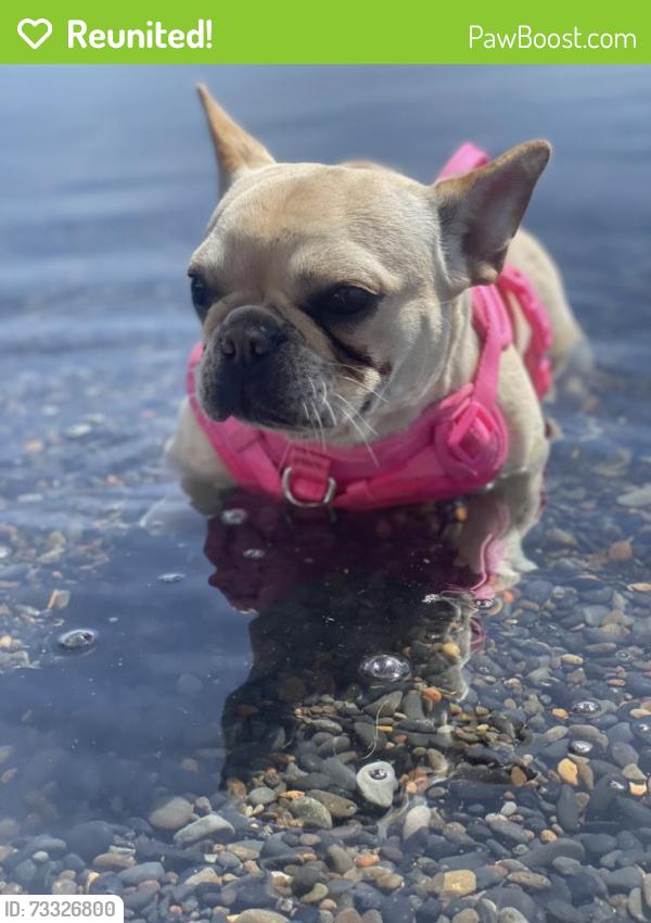 Reunited Female Dog last seen UNR, Reno, NV 89512