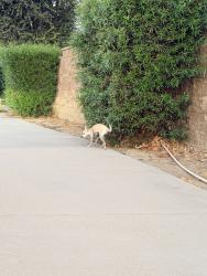 Found/Stray Female Dog last seen Lyon, San Jacinto, CA 92582