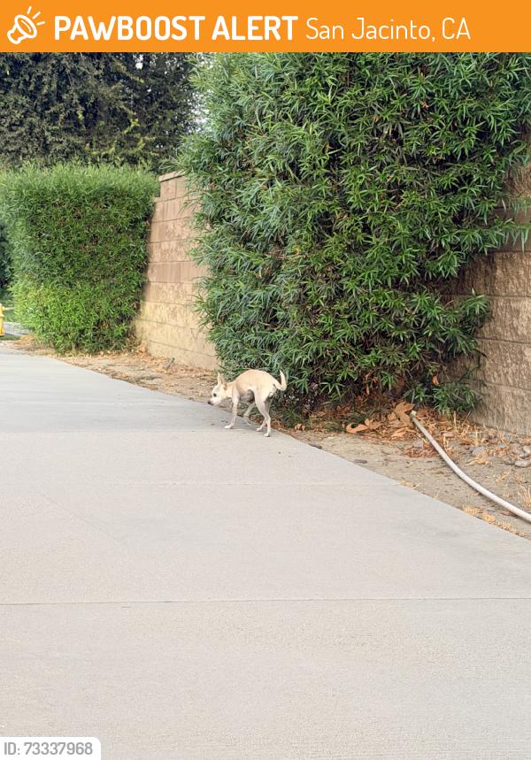 Found/Stray Female Dog last seen Lyon, San Jacinto, CA 92582