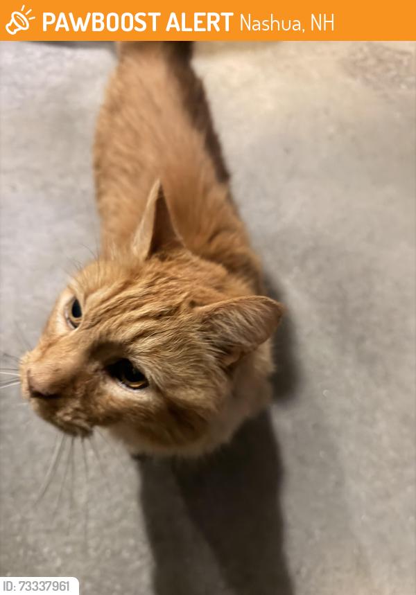 Found/Stray Unknown Cat last seen Bay ridge apmts, Nashua, NH 03062