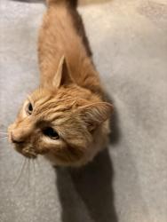 Found/Stray Unknown Cat last seen Bay ridge apmts, Nashua, NH 03062