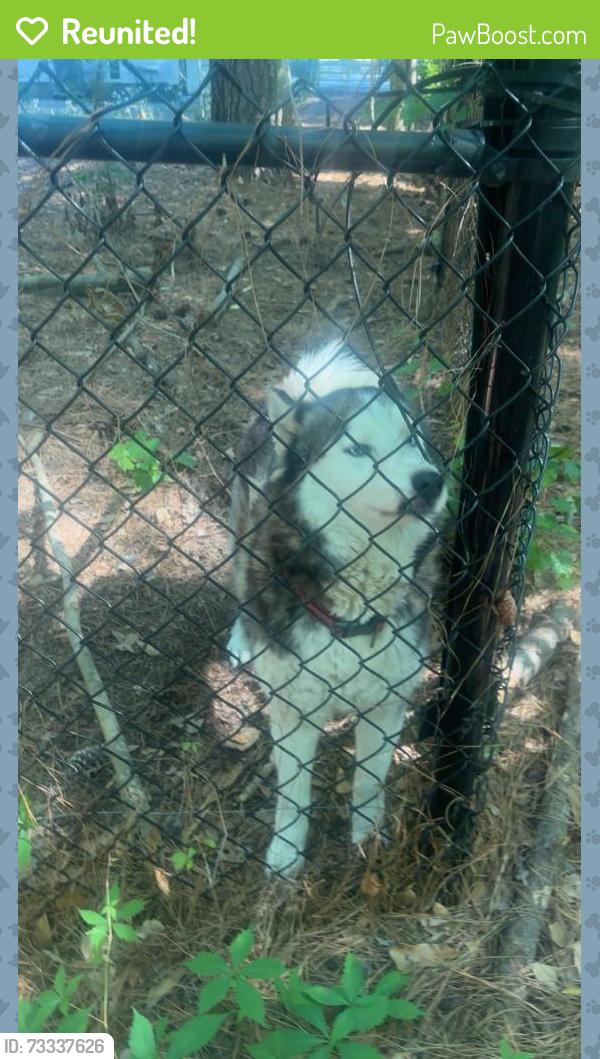 Reunited Male Dog last seen 1 mile down highway 905 after the 905&9 intersection., Horry County, SC 29526